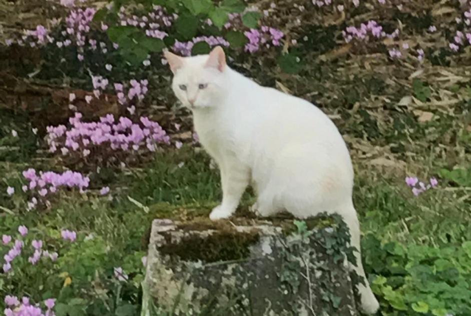 Vermisstmeldung Katze Männliche , 10 jahre Soyaux Frankreich Vermisstmeldung Katze Männliche , 10 jahre Soyaux Frankreich
