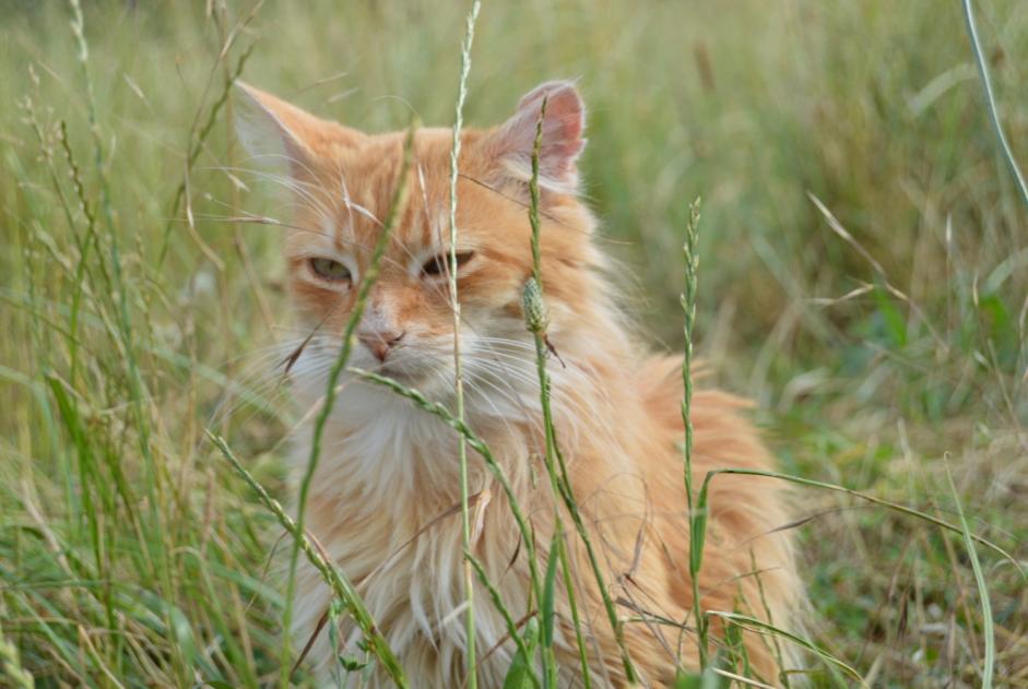 Alerte Disparition Chat Petalert 16