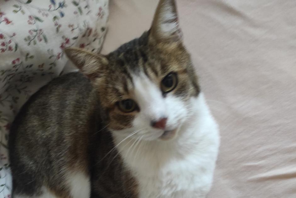 Alerte Disparition Chat Mâle , 4 ans Gond-Pontouvre France